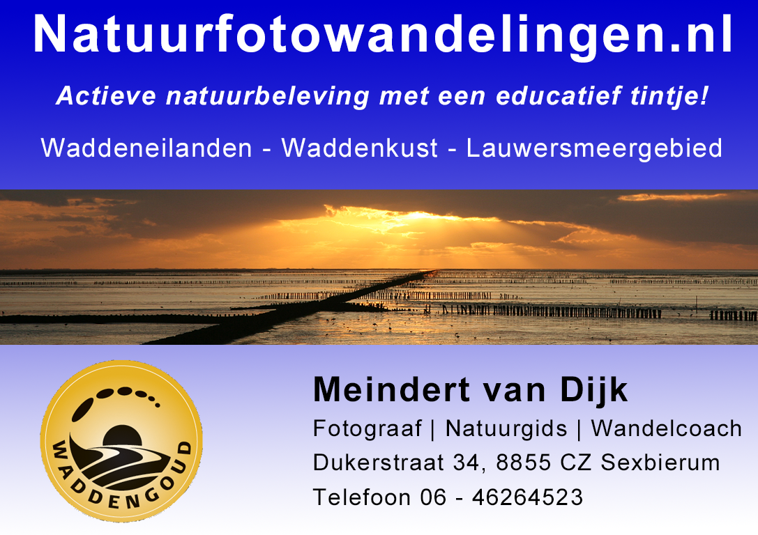 Advertentie Natuurfotowandelingen.nl | Actieve natuurbeleving met een educatief tintje | Waddengoud