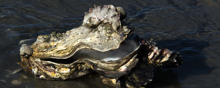 Close-up van de grillig gevormde schelpen van de Japanse oester.